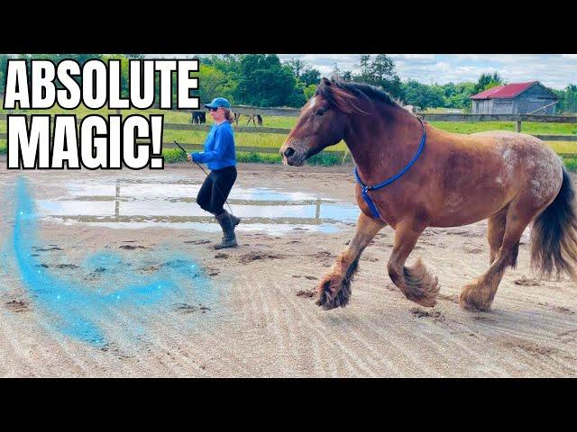 The ULTIMATE Connection Between Horse & Rider! Liberty & Tackless Training