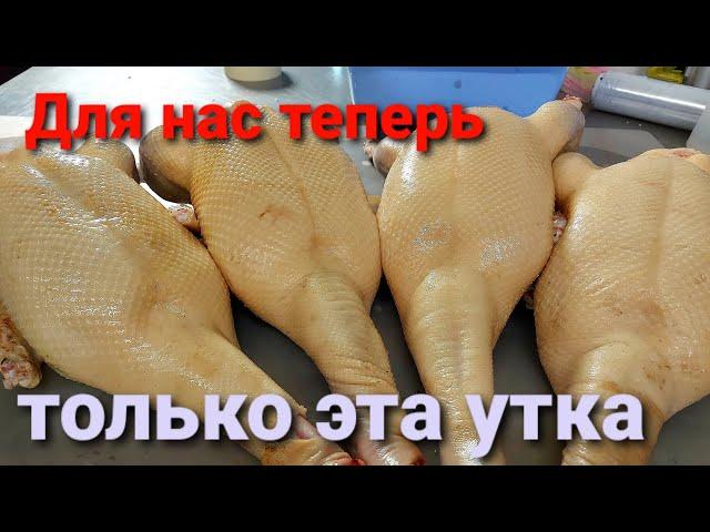 Теперь только эта утка! Утка СК-6, Гуси Линда, Ред Бро и индюки Хайбрид Конвертер