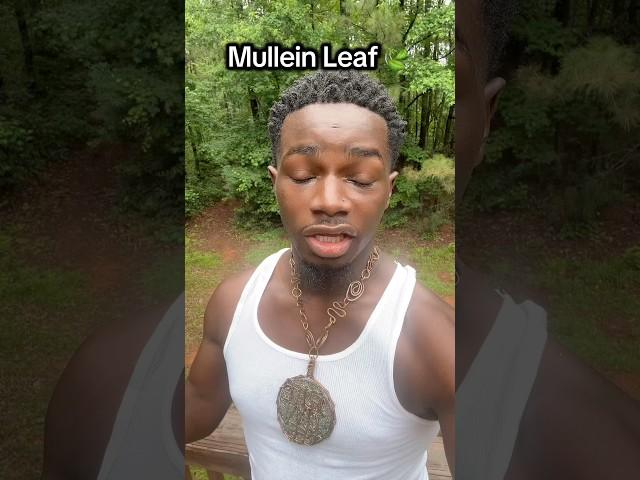 Mullein Leaf 