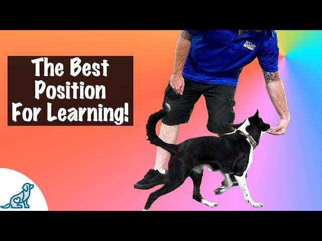 How To Teach Your Dog To Sit Beside You - Professional Dog Training Tips!