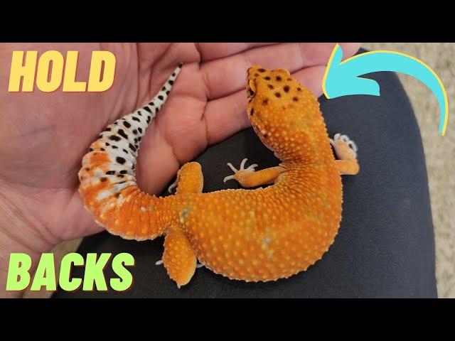 Reptile room TOUR | HOLDBACK leopard geckos | Geeky Gecko Creations | VLOG 2