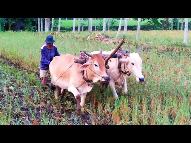 Bajak sawah tradisional || hari pertama bersama bajak sawah p.artomo lokasi pertama