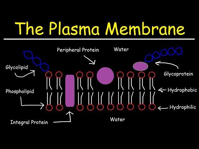 Fluid Mosaic Model of the Plasma Membrane - Phospholipid Bilayer