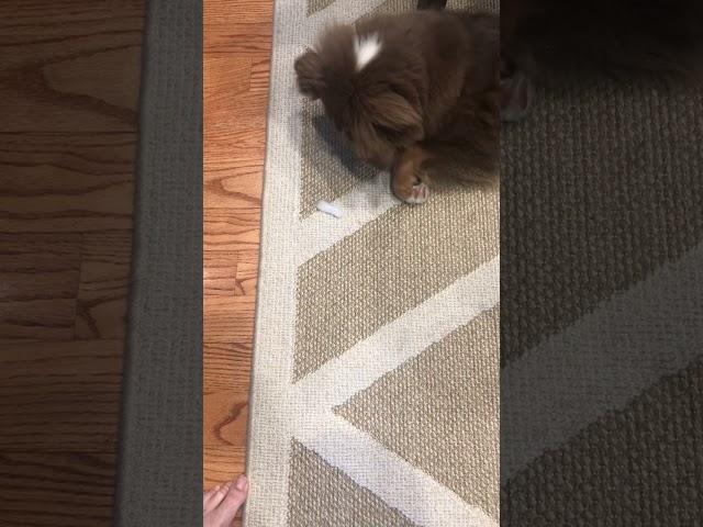 Puppy eating and playing with ice