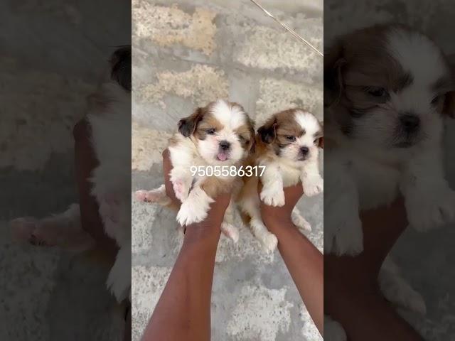  *Pure show quality Tricolor Shihtzu puppies Available* 