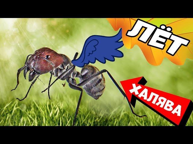 Где взять муравьев для муравьиной фермы бесплатно - муравьиный Лёт