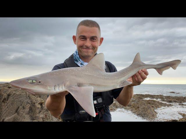 Shore Fishing UK - NON-STOP ACTION - My best shore fishing in years | The Fish Locker