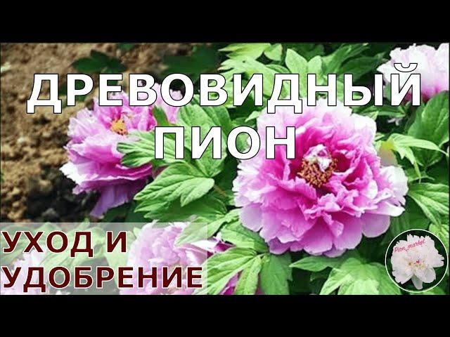 Древовидный пион | Уход и Удобрение