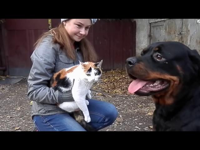 ДРЕССИРОВКА РОТВЕЙЛЕРА НОРЫ.Команда "НЕЛЬЗЯ".Rottweiler Training.Odessa.