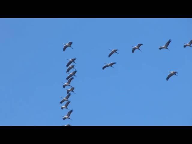 Storks Flying South