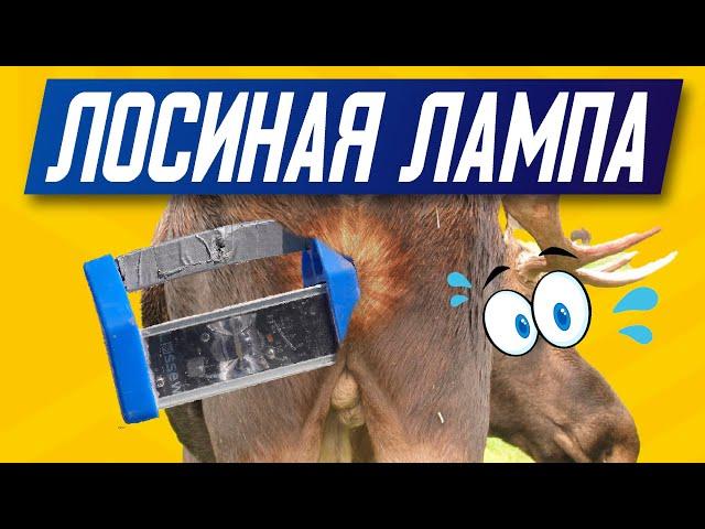 ЖОПУ ЛИЗАТЬ НЕ БУДУ | Малярная лампа Лосева проявочный свет