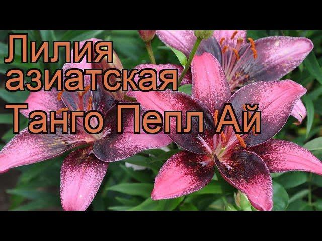 Лилия азиатская Пепл Ай (lilium asiatic purple eye)  обзор: как сажать, луковицы лилии Пепл Ай