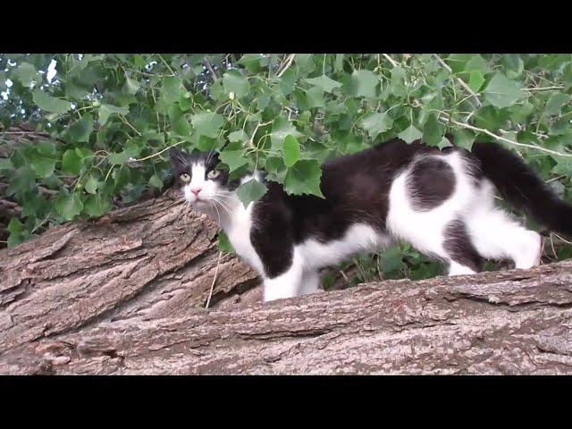 Our Cats #64 - Short Clip - Brave Tree Jump by Pasha the Cat