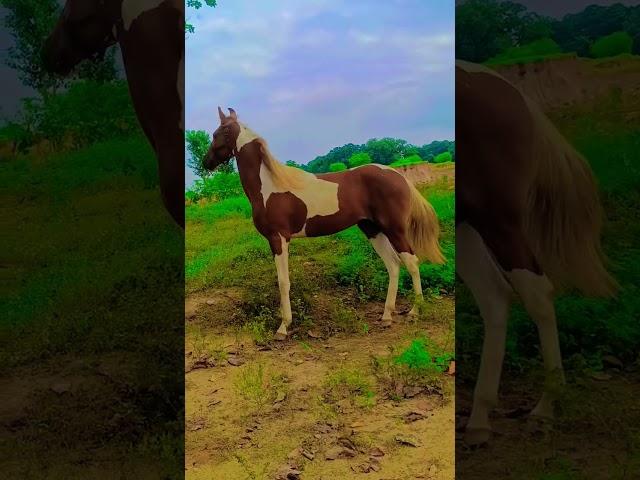 #viralvideo #horselover #trending #song #neelkamalsingh #viral RPA 