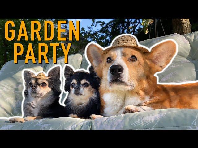 GARDEN MISSION! - Topi the Corgi