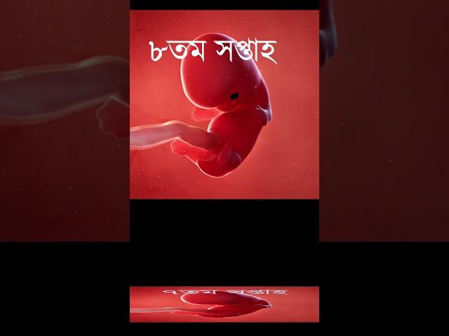 গর্ভাবস্থার প্রথম তিন মাস বাচ্চা কিভাবে বেড়ে উঠে ।#shorts