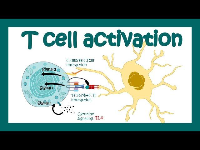 T cell activation | What are the 3 signals for T cell activation? T cell differentiation| Immunology