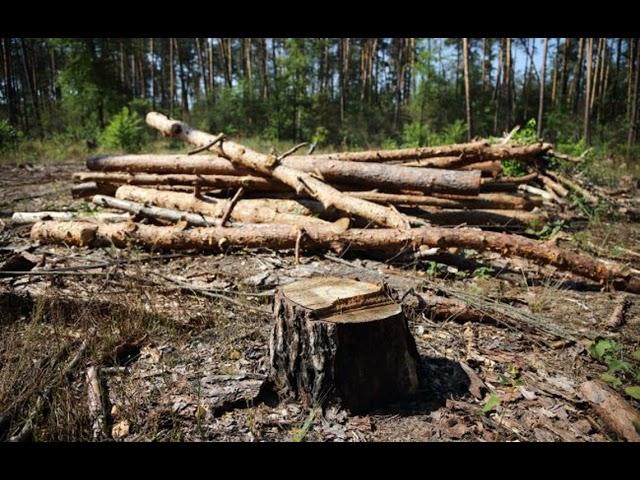 Гослесагентство планирует снизить цены на дрова перед отопительным сезоном.