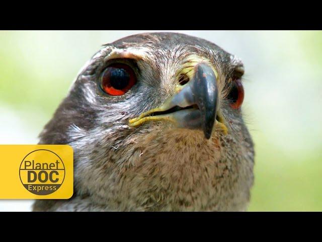 Goshawk Master of the Forest - Planet Doc Express