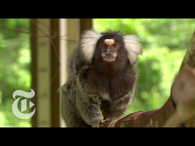 Marmoset See, Marmoset Do | ScienceTake | The New York Times