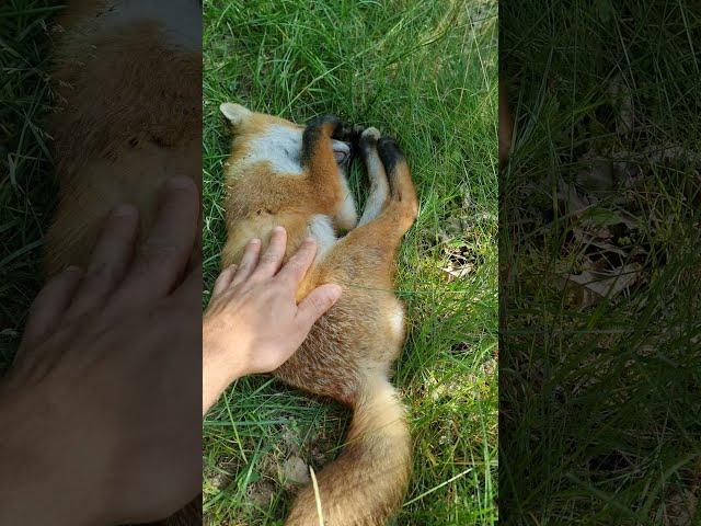 Watch me PET a  wild FOX! | #shorts