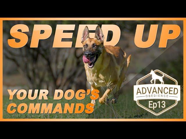 How to Speed Up Your Dogs Commands. Advanced Obedience Ep13