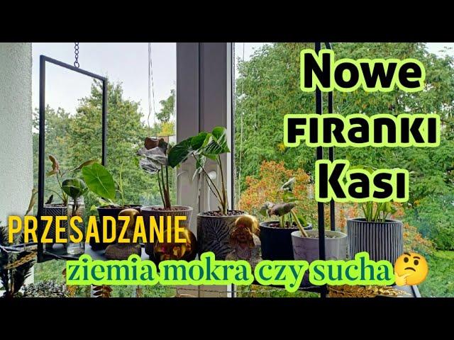 Nowe firanki KasiPrzesadzanie - lepiej mokra czy sucha ziemiaznowu niespodzianki