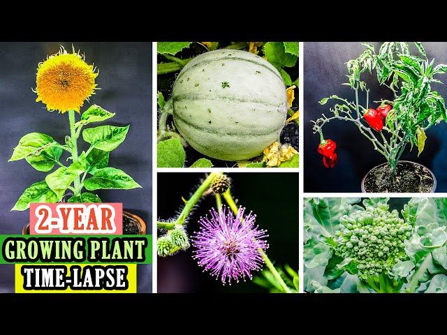 716 Days Growing Plant In 10 Minutes (Time Lapse Compilation)