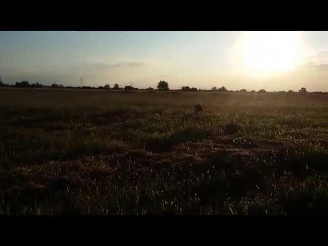 EPAGNEUL BRETON - BRITTANY - HUNTING & TRAINING - POINTING QUAILS IN ROMANIA