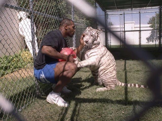 Mike Tyson with tigers