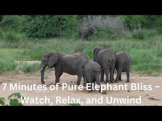 7 Minutes of Pure Elephant Bliss – Watch, Relax, and Unwind