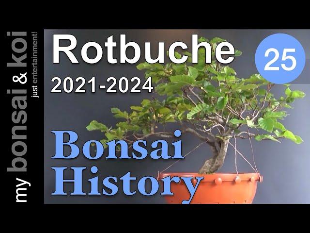 Bonsai History No 25   Rotbuche