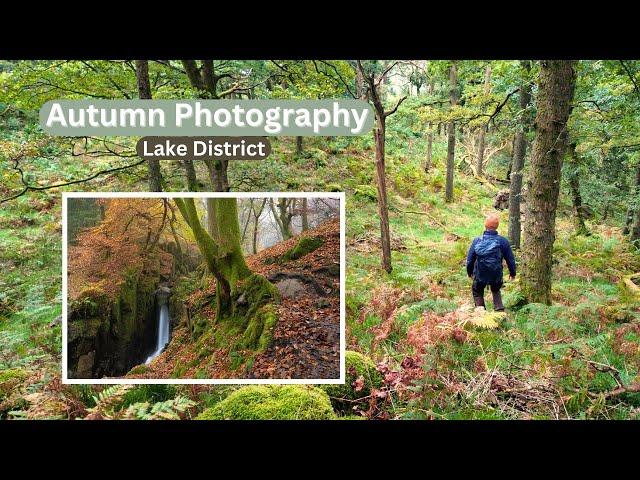 Autumn Photography in the Same Woodland Over a Month