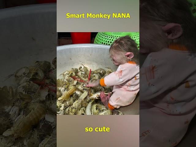 Monkey NANA bitten by crab #monkeyfamily #monkey #smartmonkey #monkeyvideo #shorts #monkeybaby