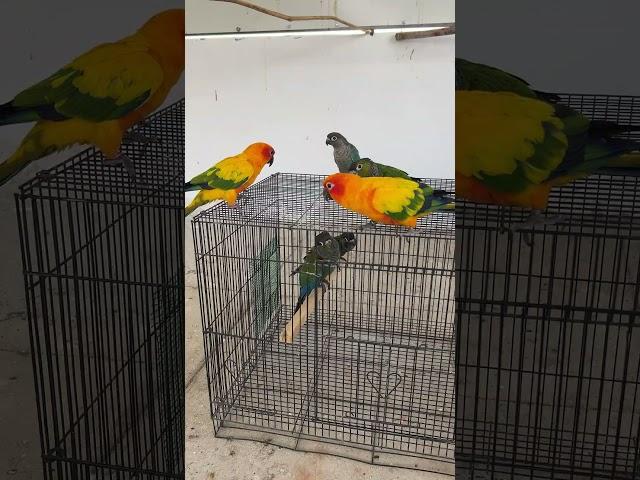 Adding New Crimson Bellied Conure in Open Aviary 