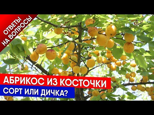 Абрикос из косточки - сорт или дичка?