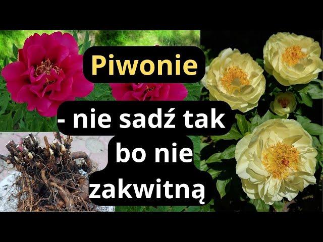 Dlaczego PIWONIA nie kwitnie- błędy przy sadzeniu piwonii w ogrodzie, dzielenie karpy piwonii