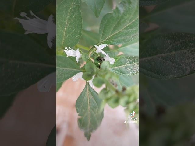 HYPERLAPSE BY Samsung galaxy A52s