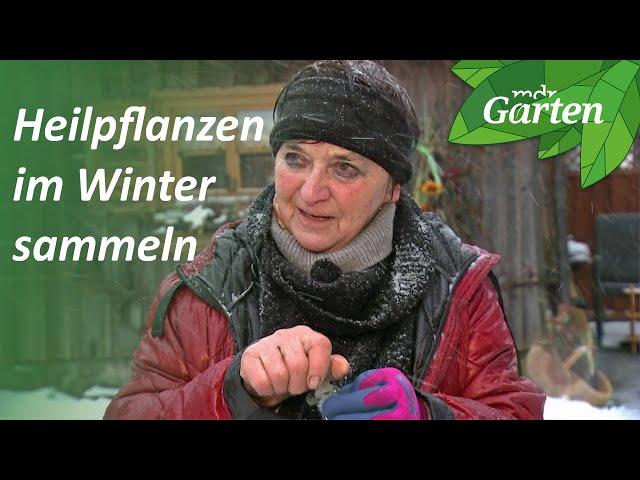 Mit der Kräuterfrau unterwegs: Heilpflanzen im Winter ernten | MDR Garten