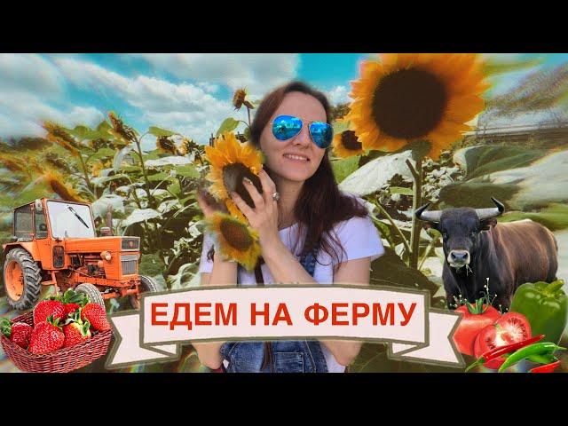 КТО РАБОТАЕТ, ТОТ ЕСТ | ФЕРМЕРСКИЕ ПРОДУКТЫ | СОБЕРИ УРОЖАЙ САМ #америка #америкаизнутри #продукты