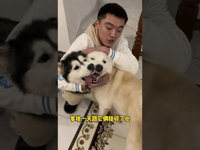 爹地不拆：攤上這麼個大哥真是八輩子修來的福氣 #哈士奇