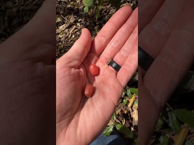 An invasive wild edible fruit #foraging