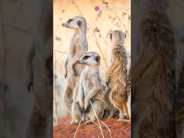 The Social Lives of Meerkats