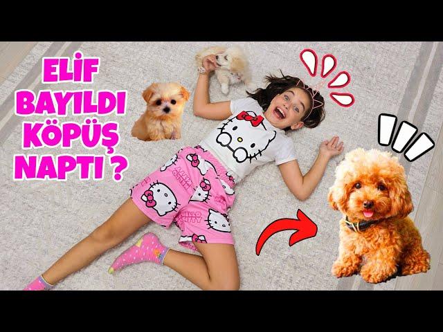 ELİF SİNEM BAYILDI TESTİ YAPTIK KÖPEĞİMİZ NAPTI !? KÖPEĞİMİZ HAYLAZ KORKTU !!