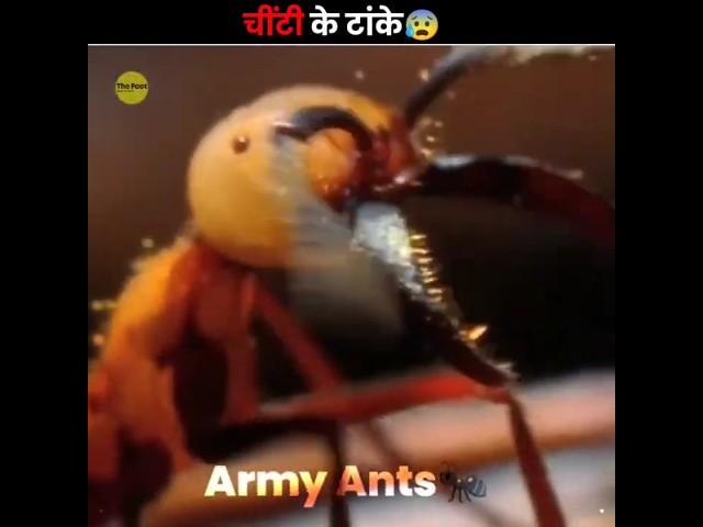 Army Ants As Stitches 