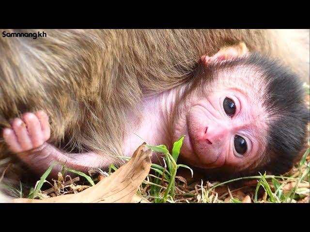 Welcome!! Newborn Baby Monkey today, baby very powerful,Samnnang kh D88