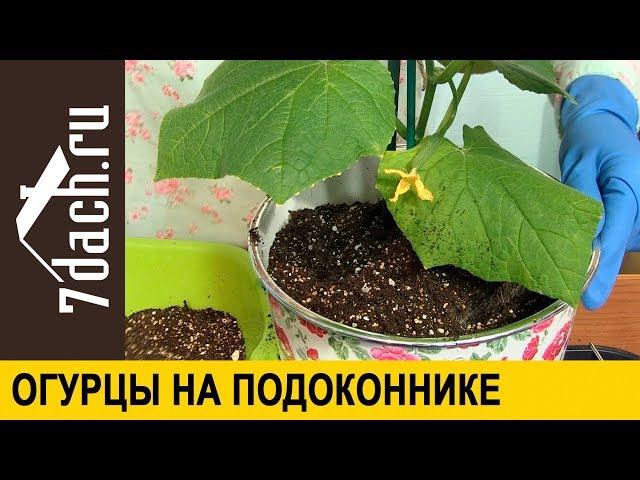  Огурцы на подоконнике. Практические советы от Марины Рыкалиной - 7 дач