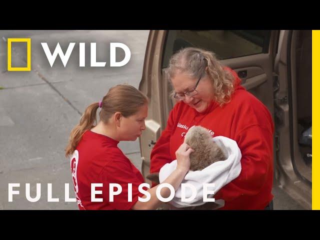 Rescuing Wild Animals: Alaska Animal Rescue (Full Episode Compilation)