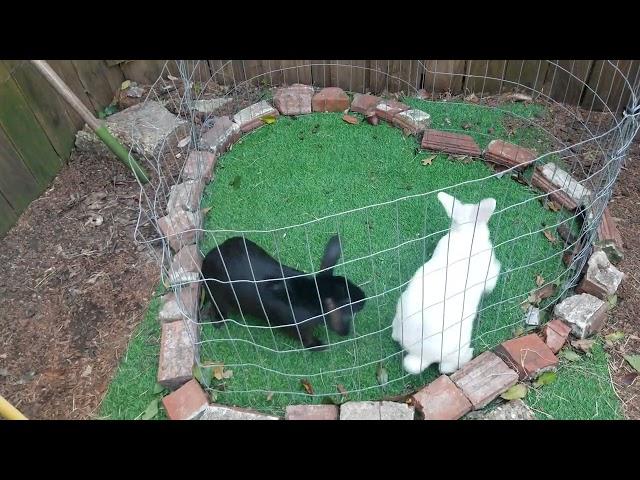 Breeding Rabbits, Buck squeals! New Zealand Black & New Zealand White