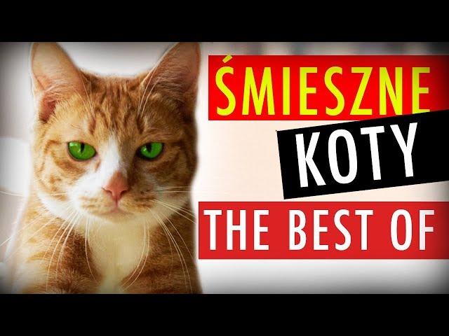 NAJLEPSZE ŚMIESZNE KOTY #1  THE BEST OF  MATT OLECH